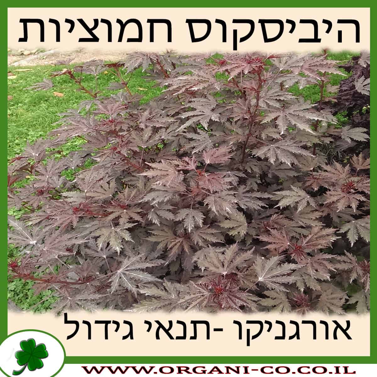 היביסקוס חמוציות גידול צמח