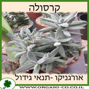 קרסולה