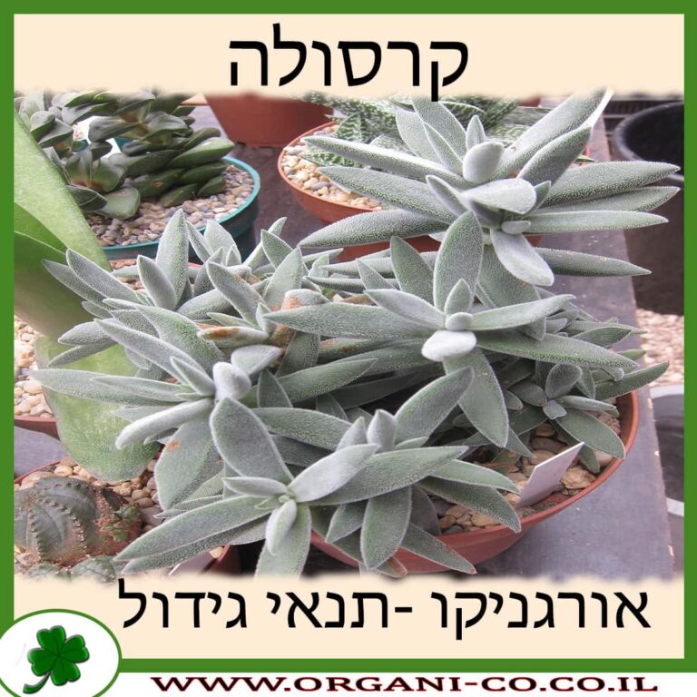 קרסולה קרסולה