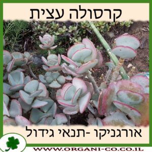 קרסולה ארבורסנס עצית