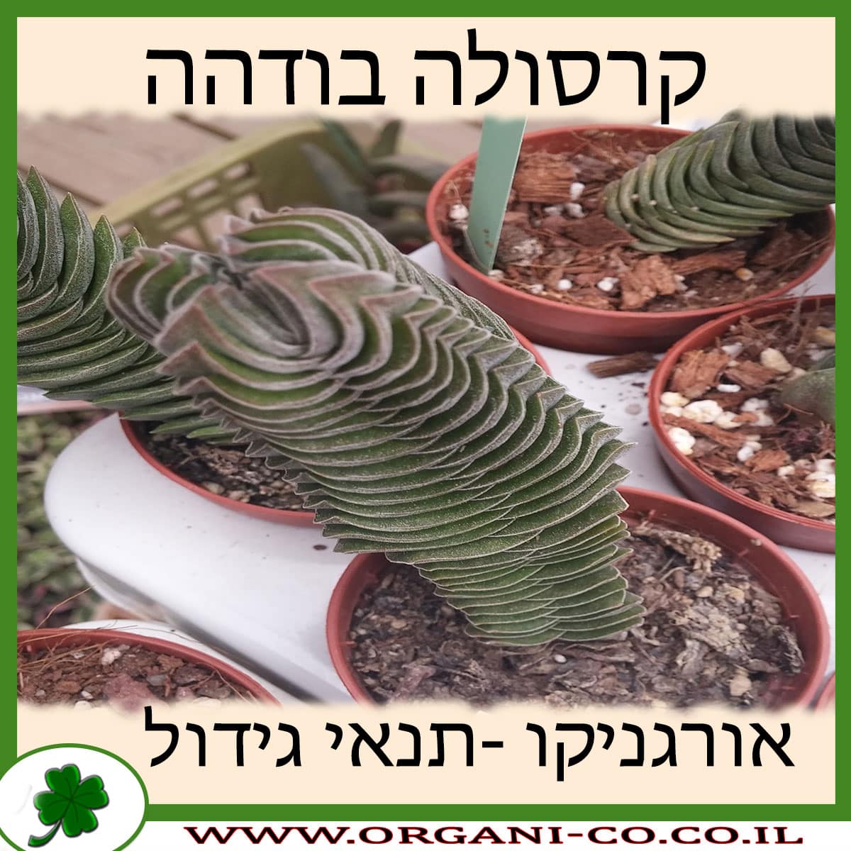 קרסולה מקדש בודהה