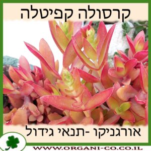 קרסולה קפיטלה