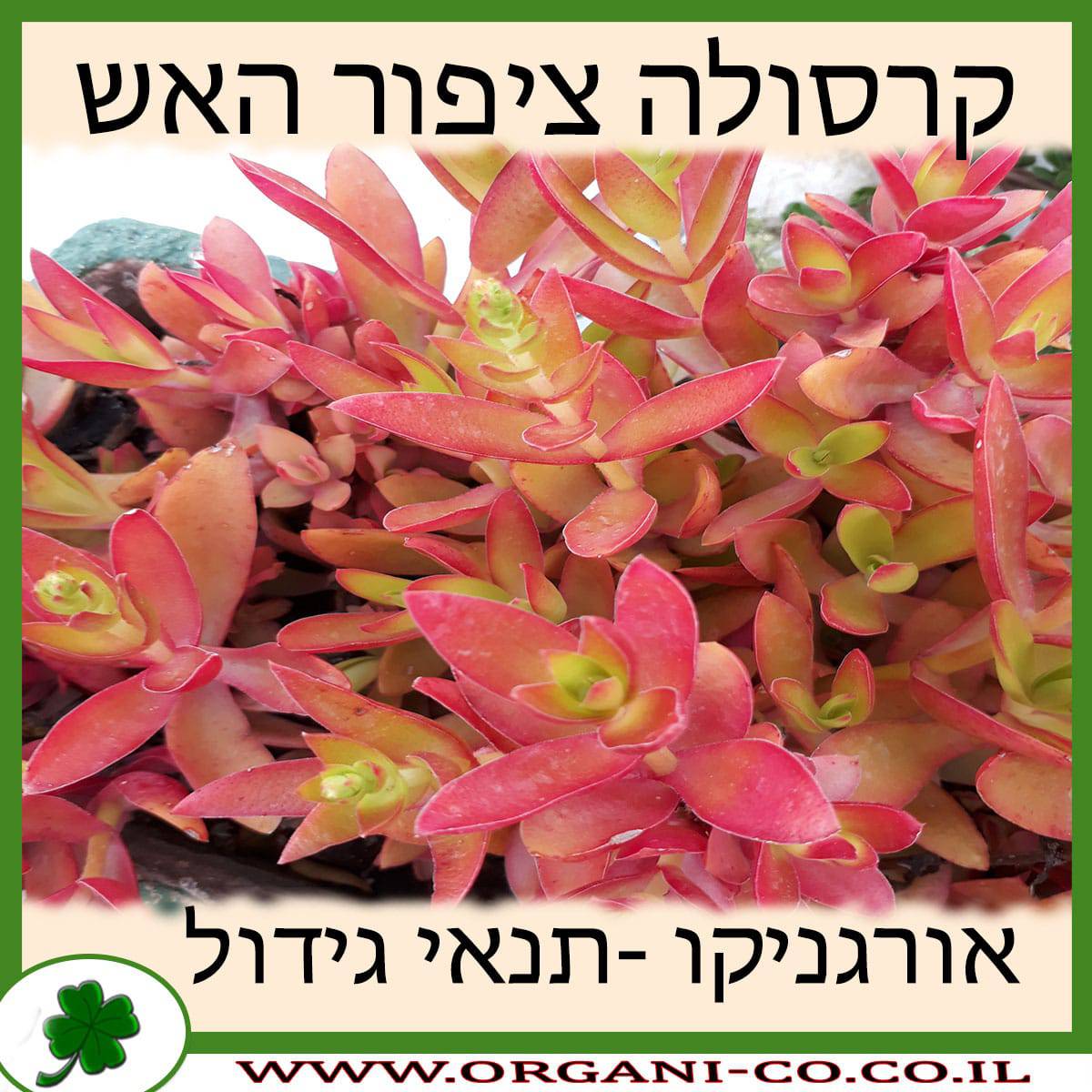 קרסולה ציפור האש