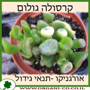 קרסולה גולום