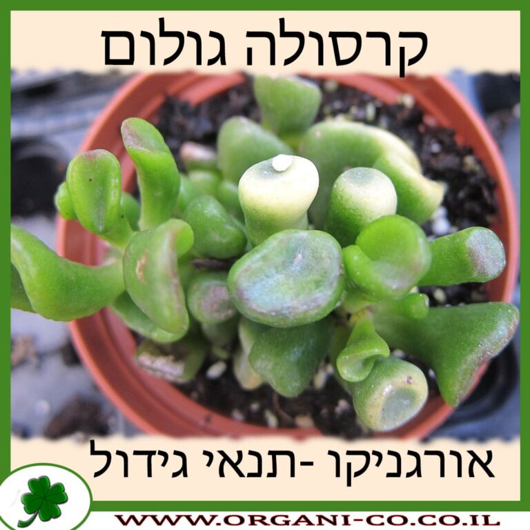 קרסולה גולום קרסולה גולום