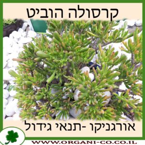 קרסולה הוביט