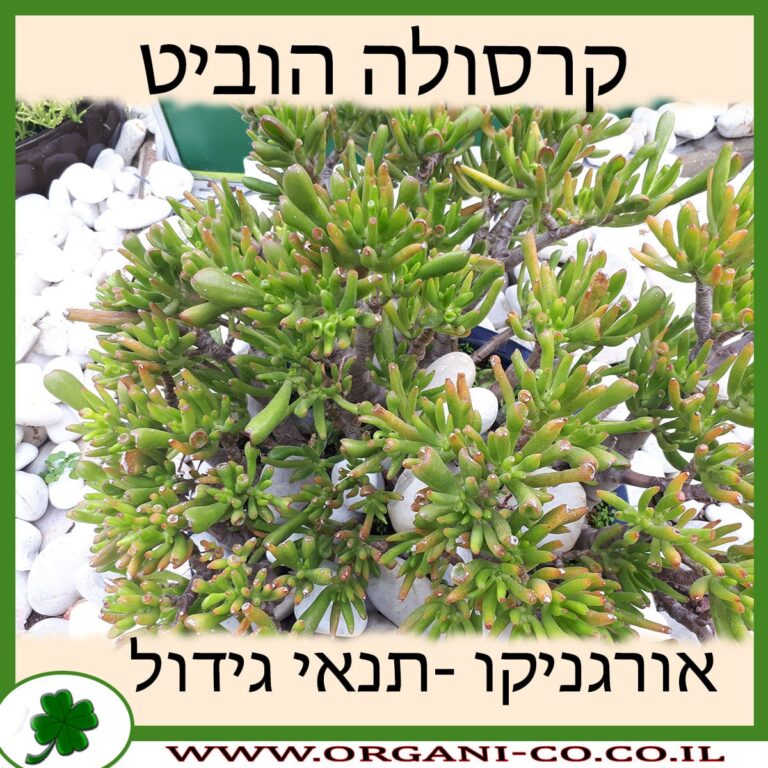 קרסולה הוביט קרסולה הוביט