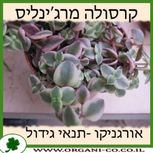 קרסולה מרג’ינליס