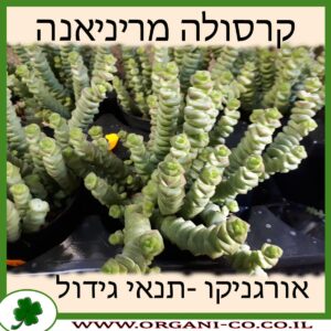 קרסולה מריניאנה