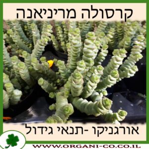 קרסולה מריניאנה