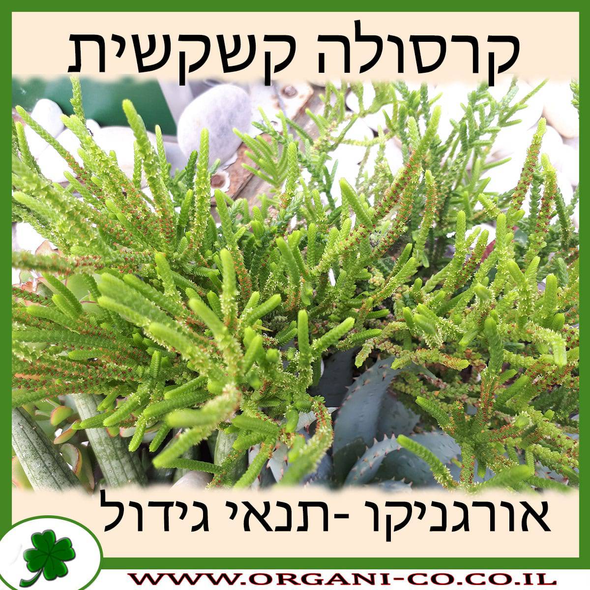 קרסולה קשקשית