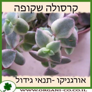 קרסולה שקופה