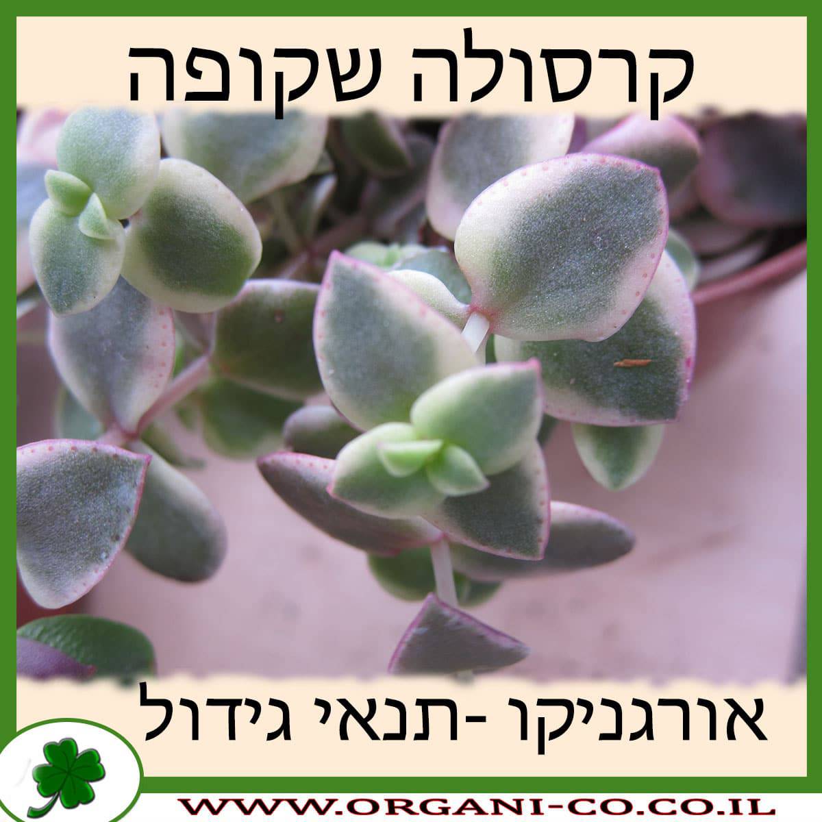קרסולה שקופה
