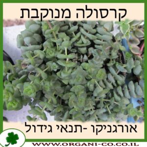 קרסולה מנוקבת