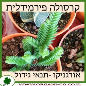 קרסולה פירמידלית