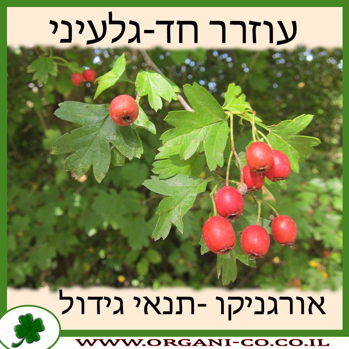 עוזרר חד-גלעיני