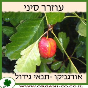 עוזרר סיני