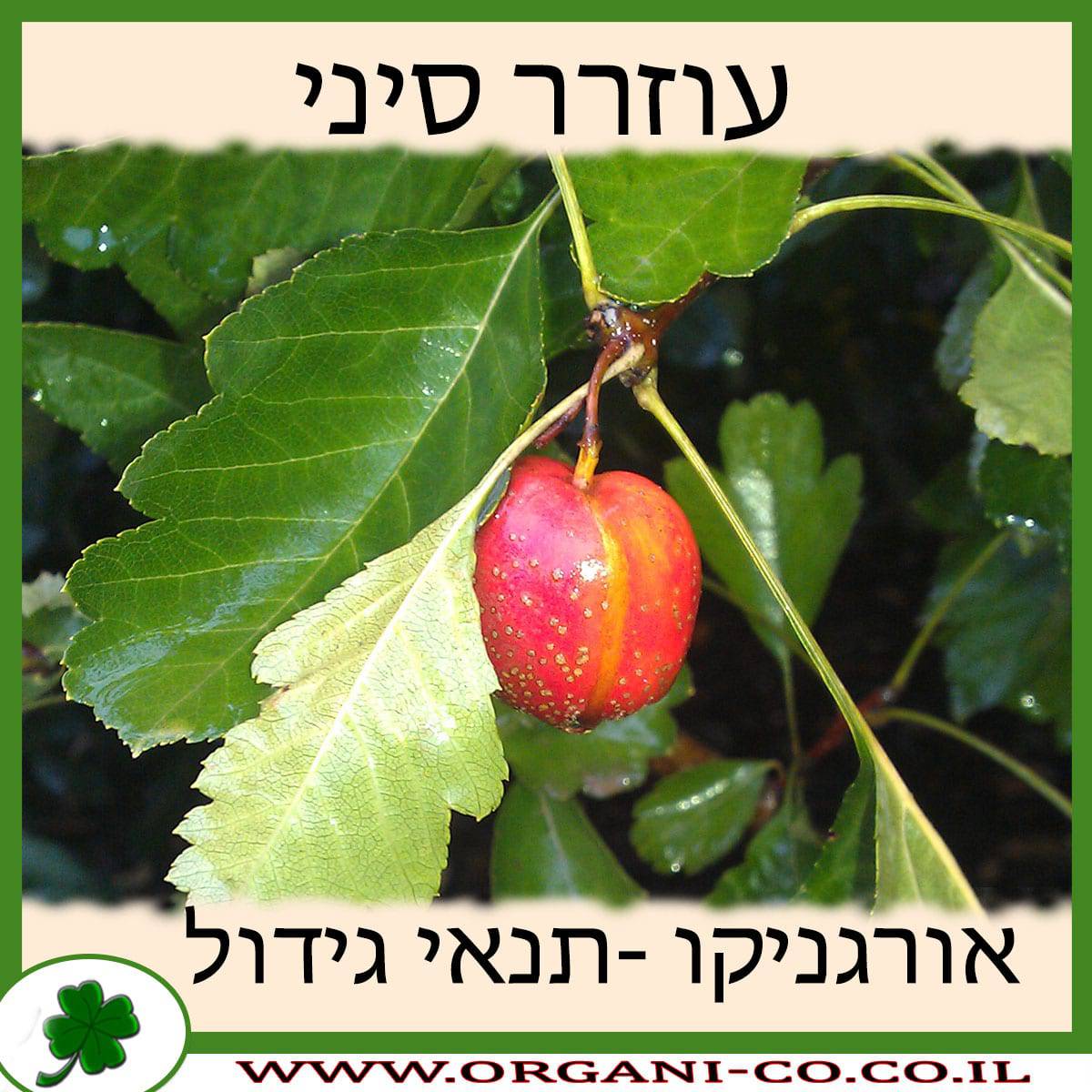 עוזרר סיני