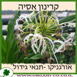 קרינון אסיה