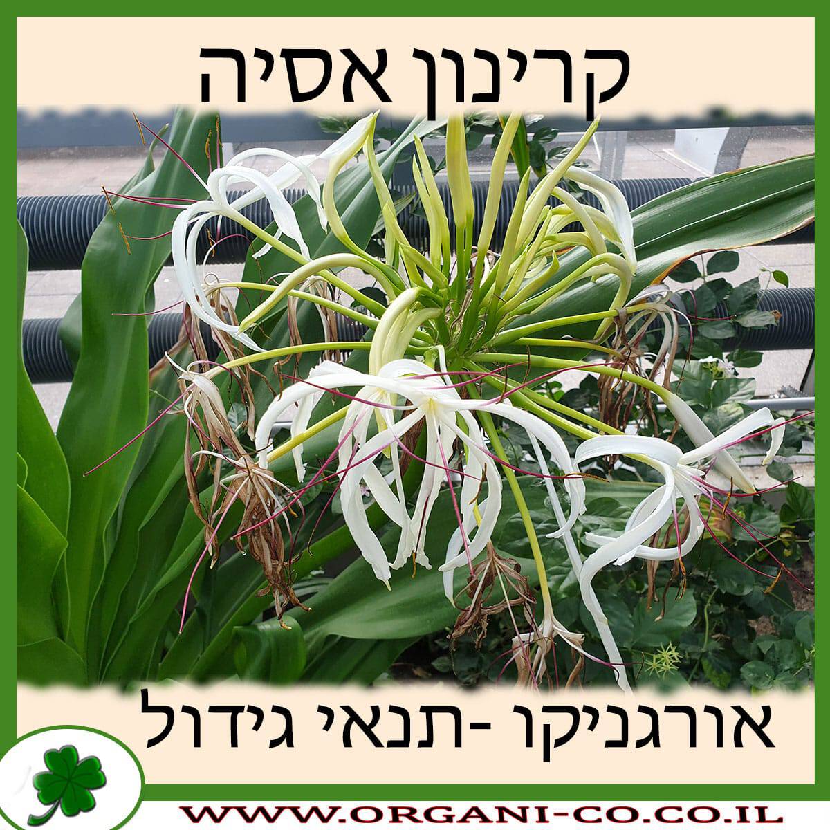 קרינון אסיה