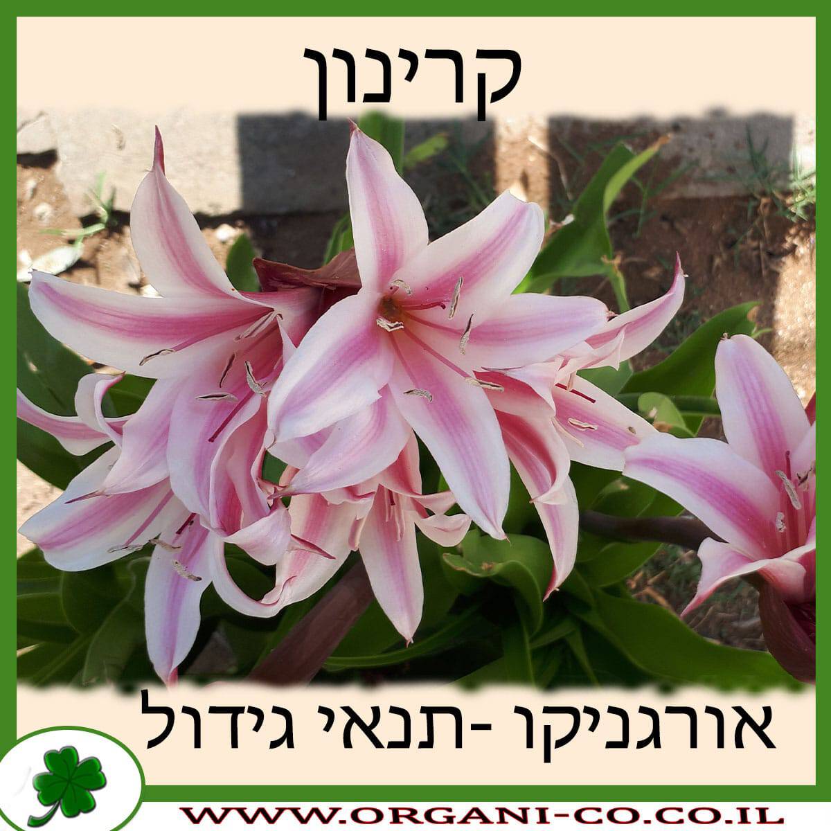 קרינון