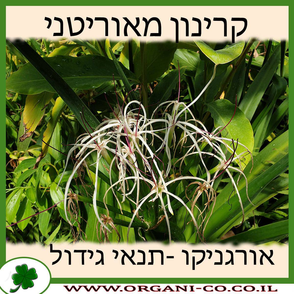 קרינון מאוריטני