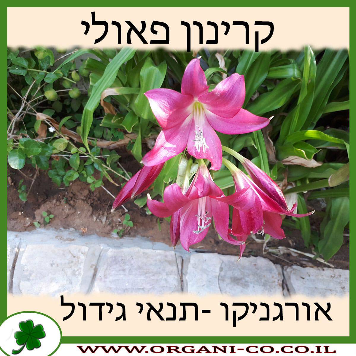 קרינון פאולי