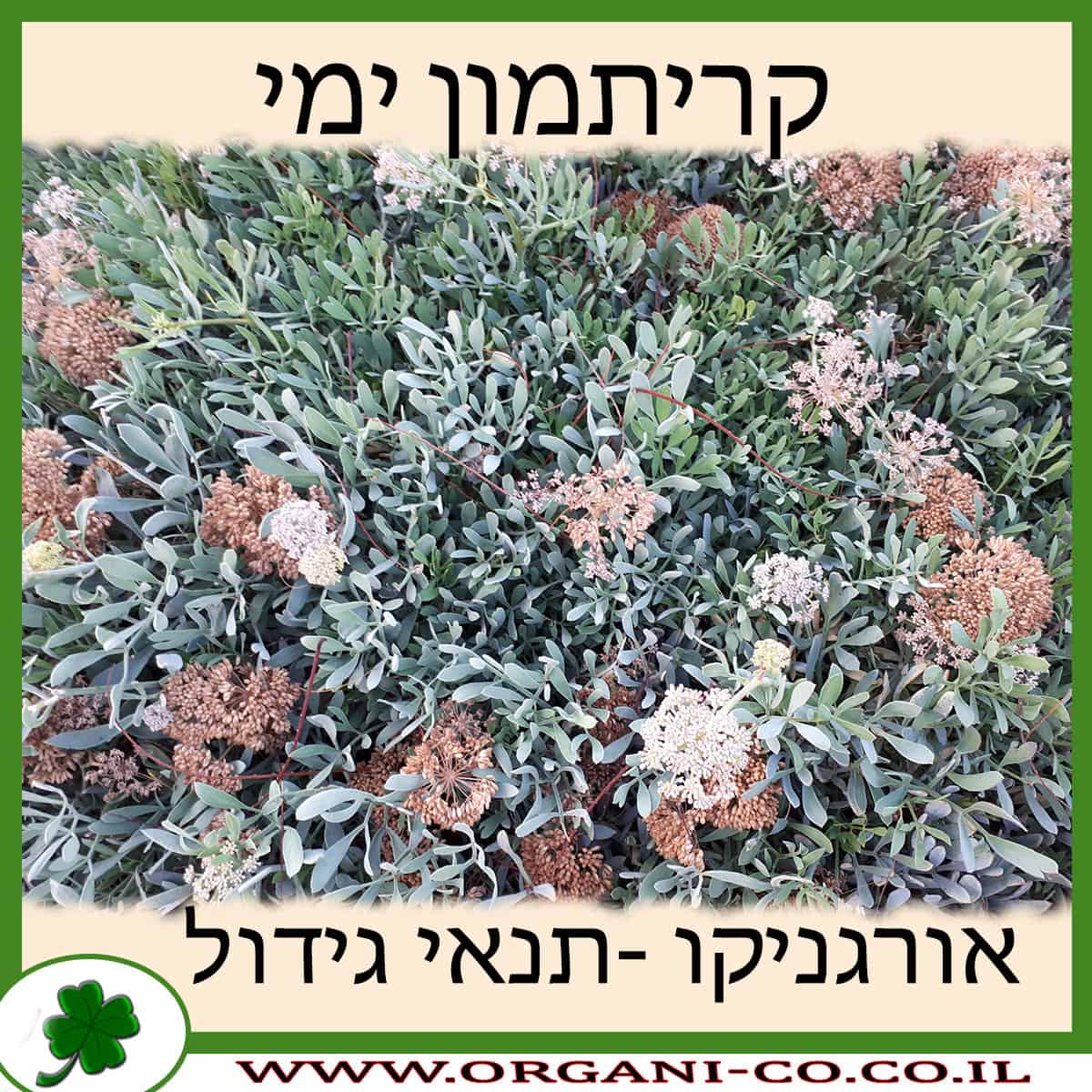 קריתמון ימי