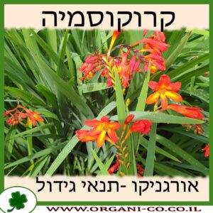 קרוקוסמיה גידול צמח
