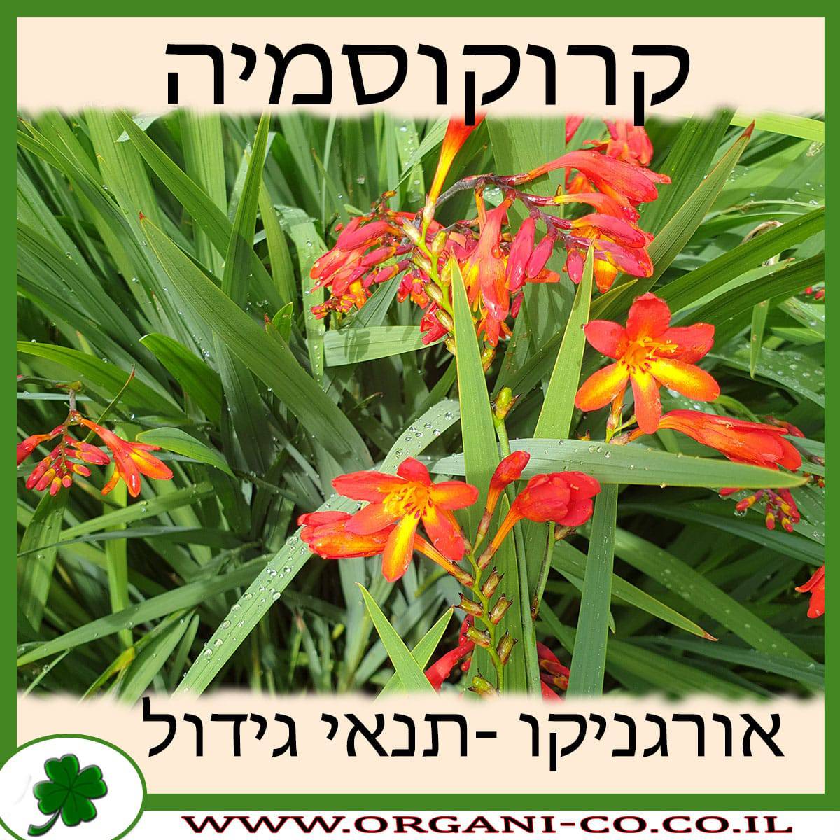קרוקוסמיה גידול צמח