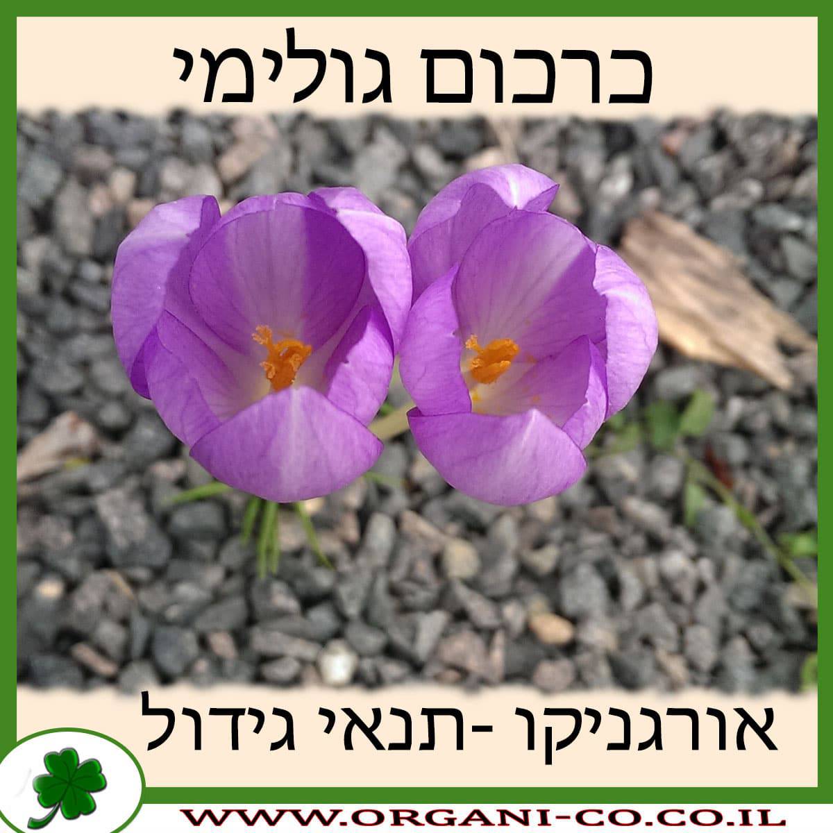 כרכום גולימי