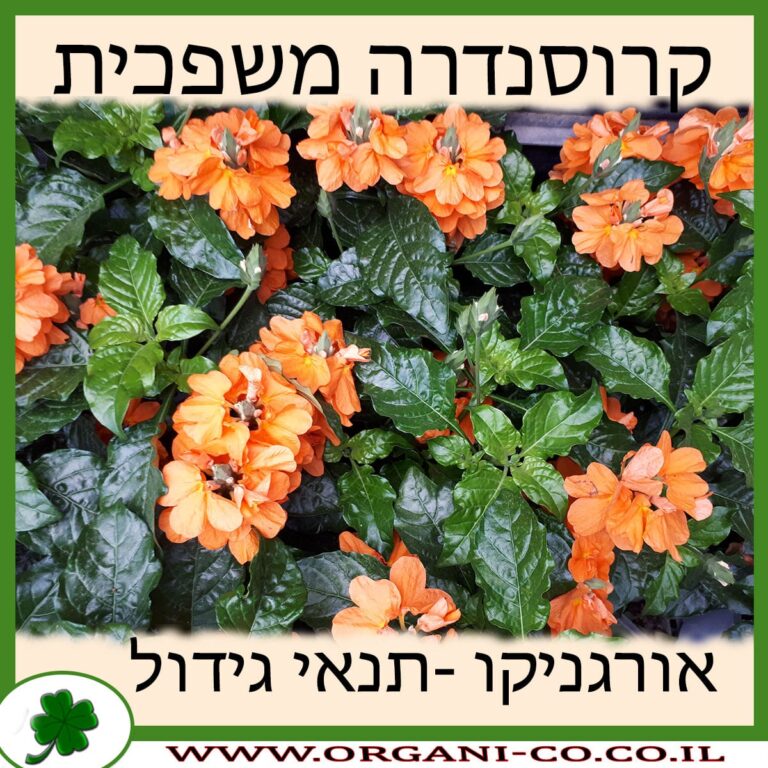 קרוסנדרה משפכית קרוסנדרה משפכית