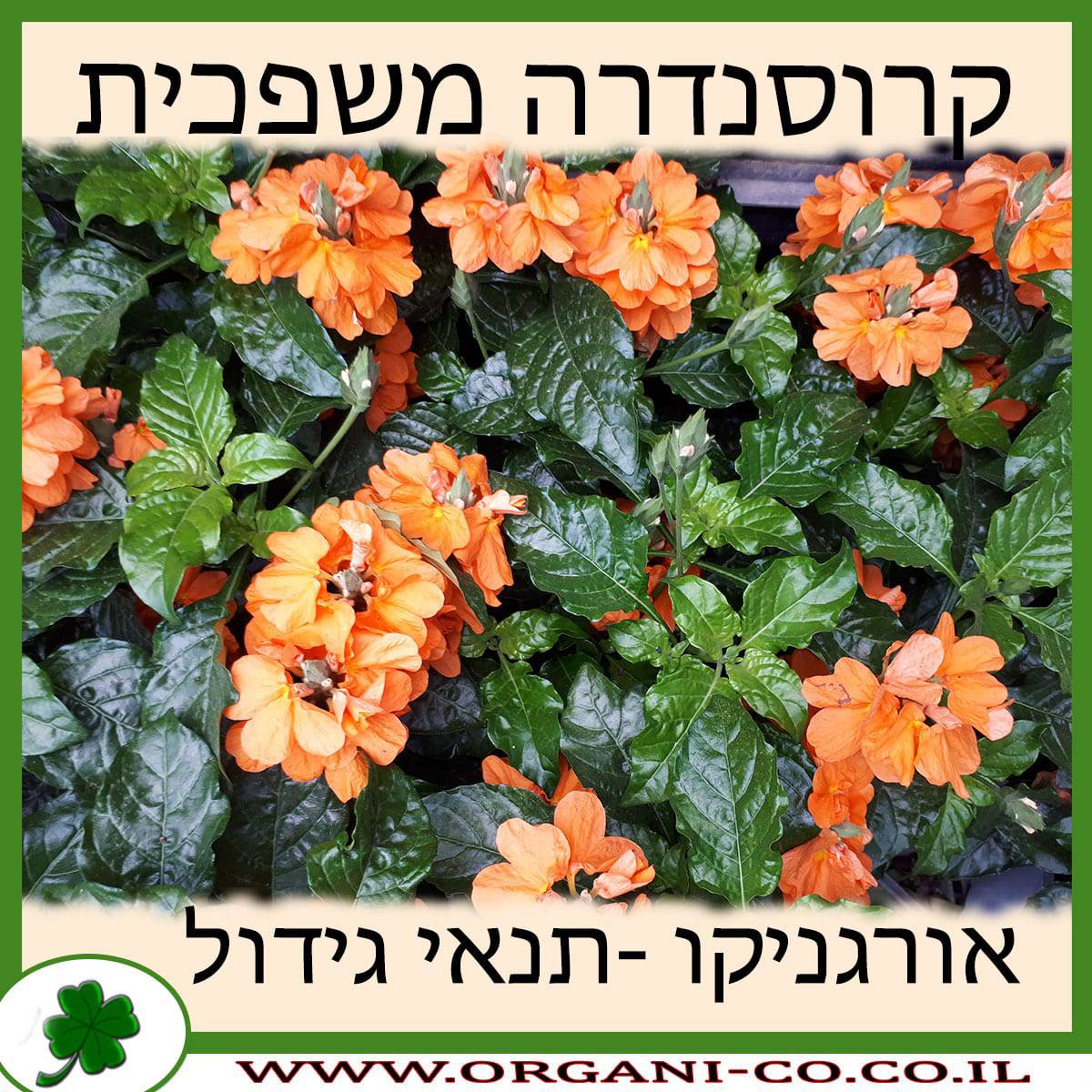 קרוסנדרה משפכית