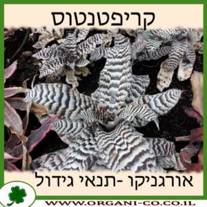 קריפטנטוס
