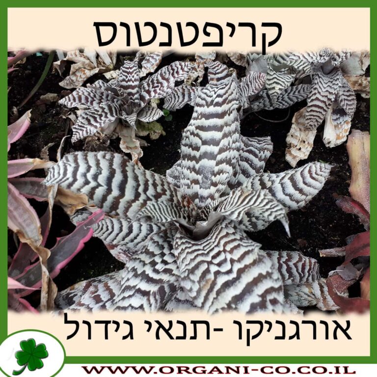 קריפטנטוס קריפטנטוס