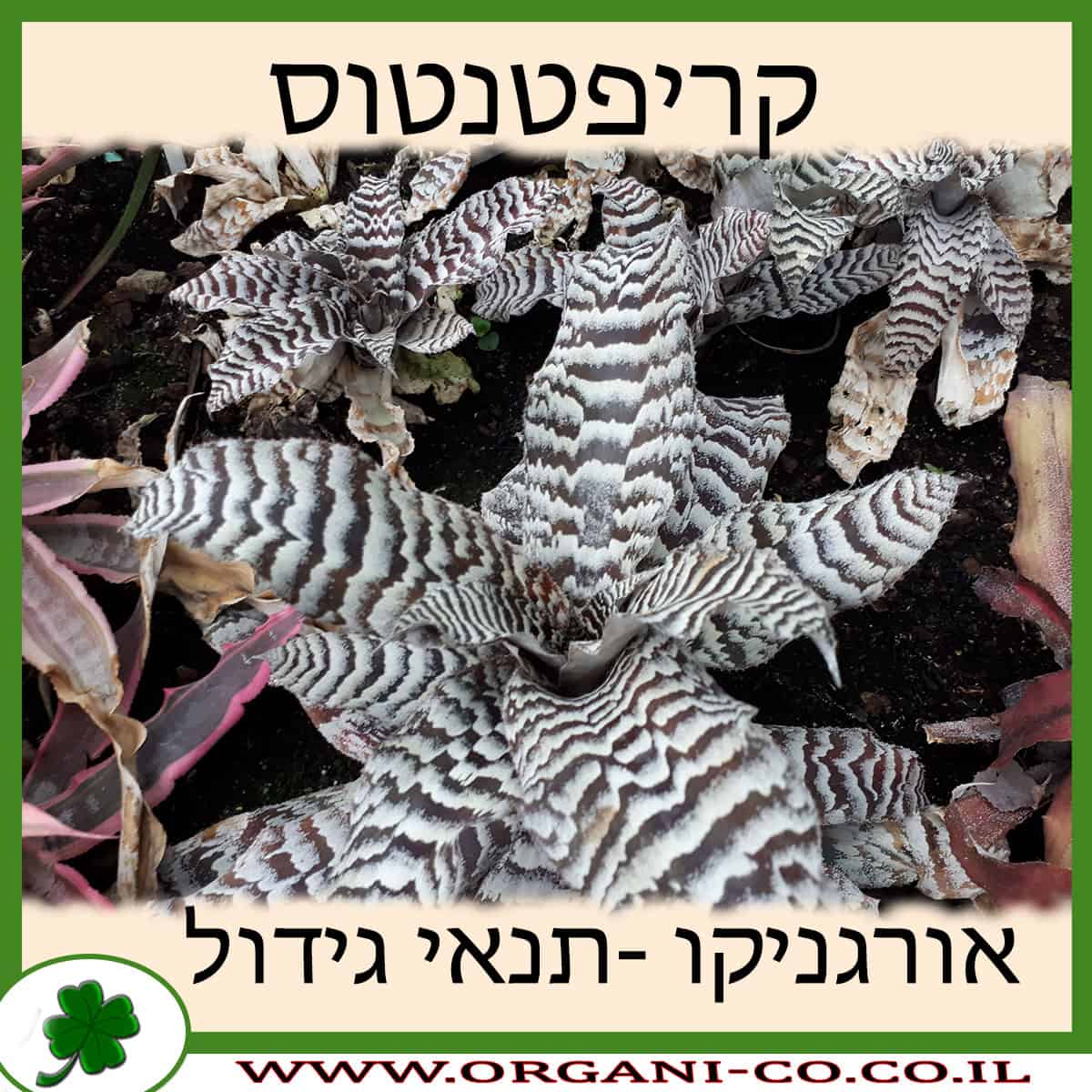 קריפטנטוס