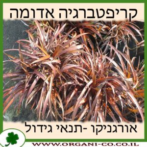 קריפטברגיה אדומה
