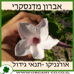 אברון מדגסקרי