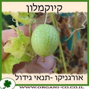 קיוקמלון