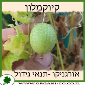 קיוקמלון