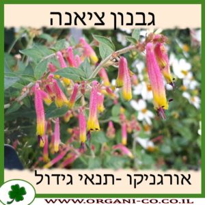 גבנון ציאנה