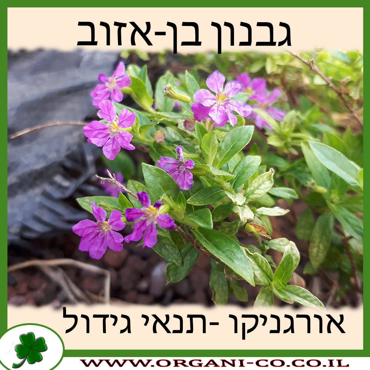 גבנון בן-אזוב