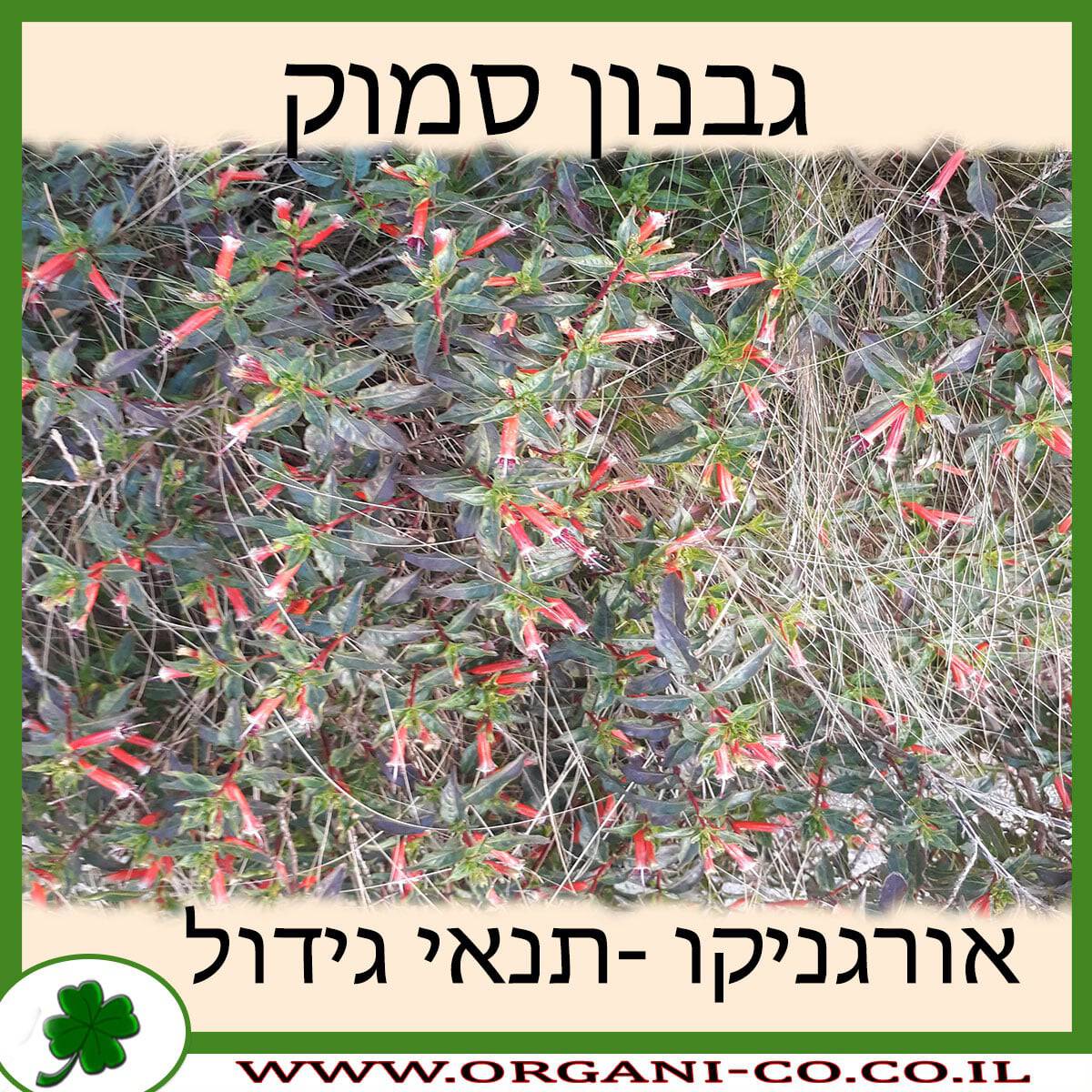 גבנון סמוק