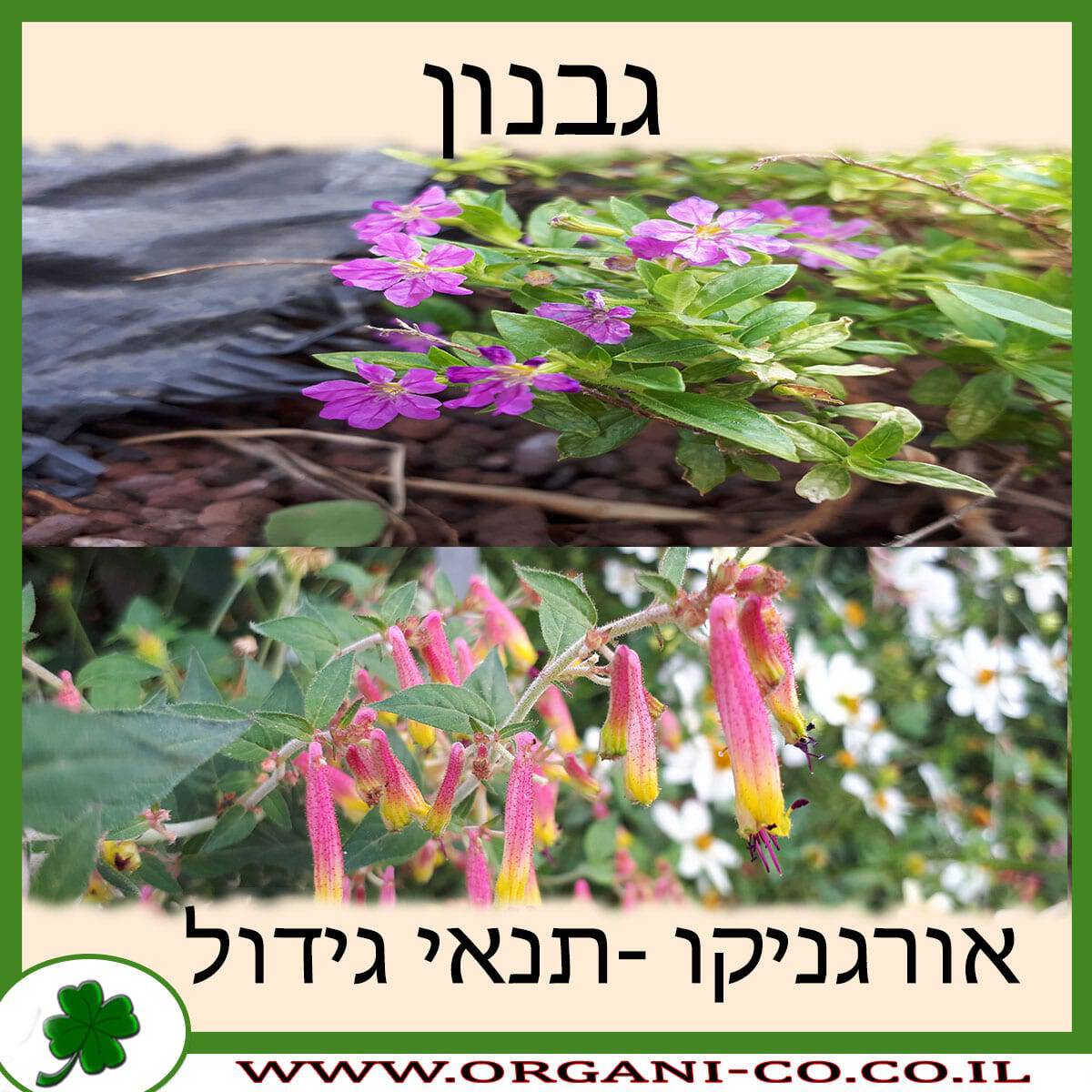 גבנון