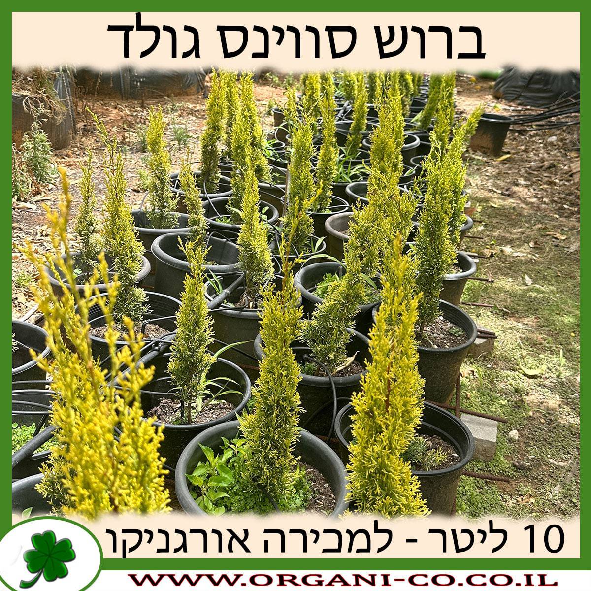 ברוש סווינס גולד 10 ליטר למכירה - מחיר
