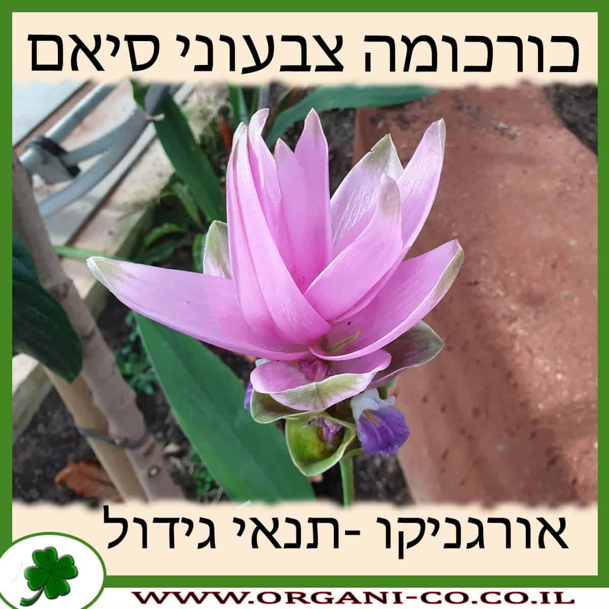 כורכומה צבעוני סיאם