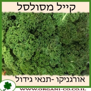 קייל מסולסל גידול צמח