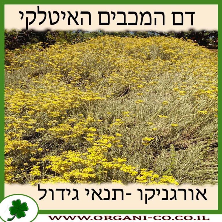 דם המכבים האיטלקי דם המכבים האיטלקי גידול צמח