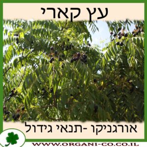 קארי גידול צמח