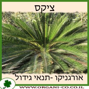 ציקס